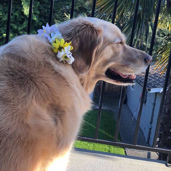 Meet your Posher, Bailey - Picture 1 of 1